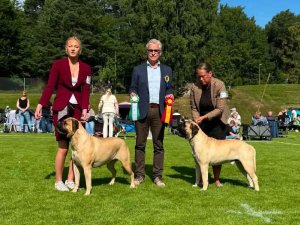 Copper Bulls Knut, Farago's Hogwarts Xlnt Hermione, ASKERSUND